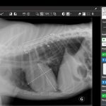 Capture d'écran - Picoxia - Diagnostic radiologie vétérinaire