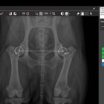 Capture d'écran - Picoxia - Diagnostic radiologie vétérinaire