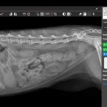 Capture d'écran - Picoxia - Diagnostic radiologie vétérinaire